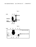 Conformation specific antibodies that bind trefoil factors and methods of treating cancers and proliferation disorders using same diagram and image