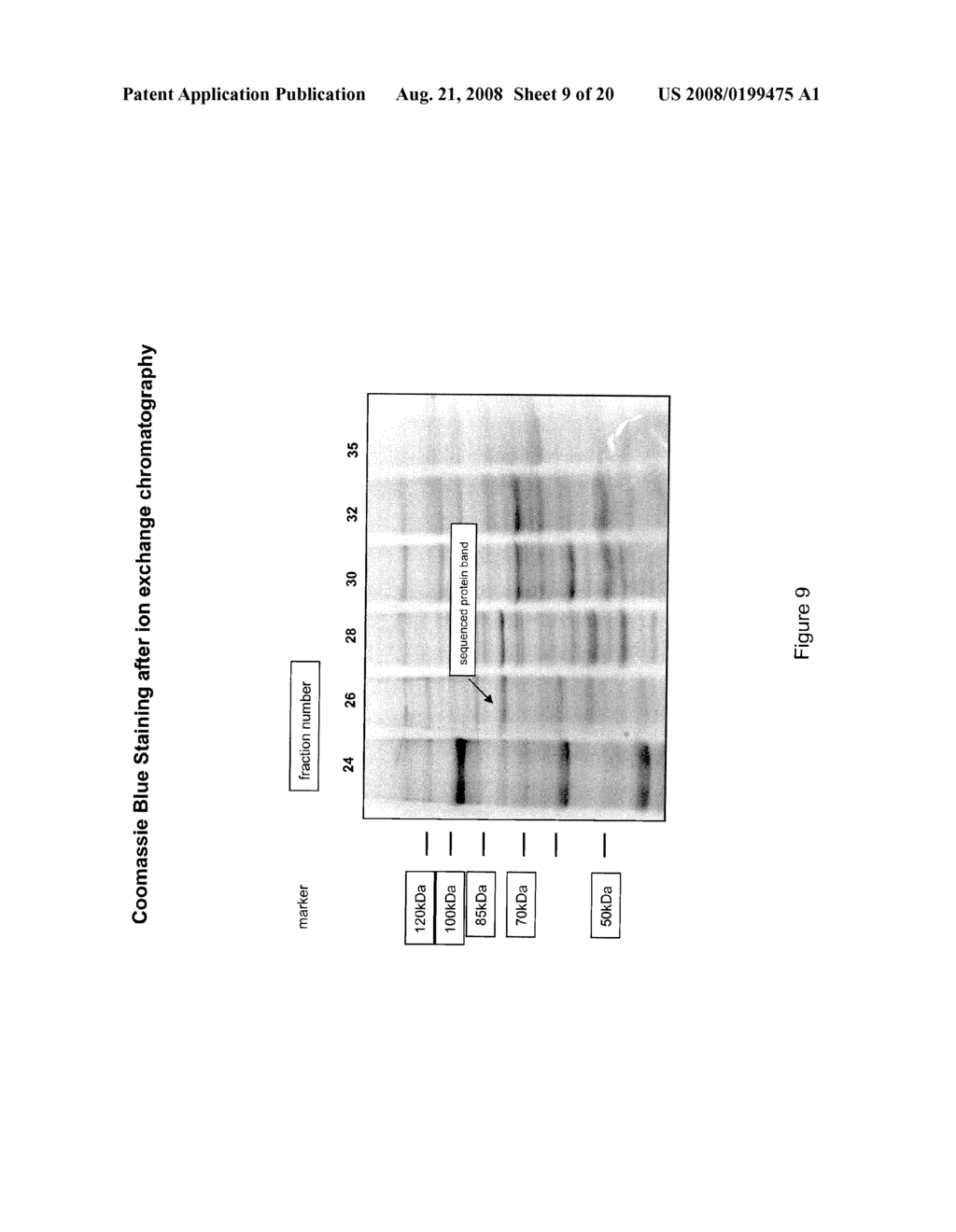 NOVEL GLYCOSYLATED PEPTIDE TARGET IN NEOPLASTIC CELLS - diagram, schematic, and image 10