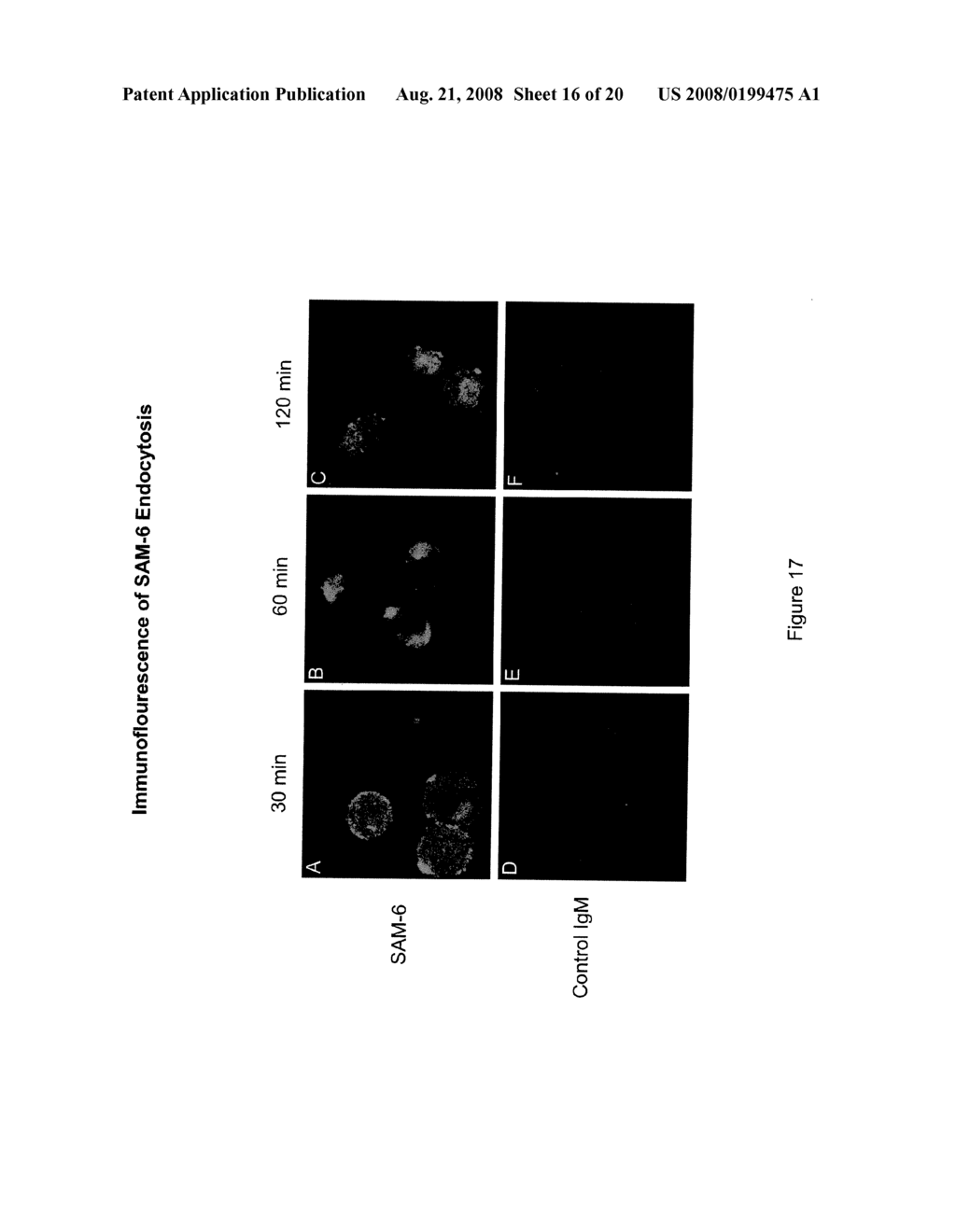 NOVEL GLYCOSYLATED PEPTIDE TARGET IN NEOPLASTIC CELLS - diagram, schematic, and image 17