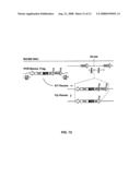 Siv and Hiv Vaccination Using Rhcmv- and Hcmv-Based Vaccine Vectors diagram and image