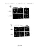 METHODS FOR CELL SCREENING OF COMPOUNDS CAPABLE OF MODULATING THE ACTIVITY OF UBIQUITIN-LIGASE SCF COMPLEXES AND THEIR USES diagram and image