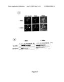 METHODS FOR CELL SCREENING OF COMPOUNDS CAPABLE OF MODULATING THE ACTIVITY OF UBIQUITIN-LIGASE SCF COMPLEXES AND THEIR USES diagram and image