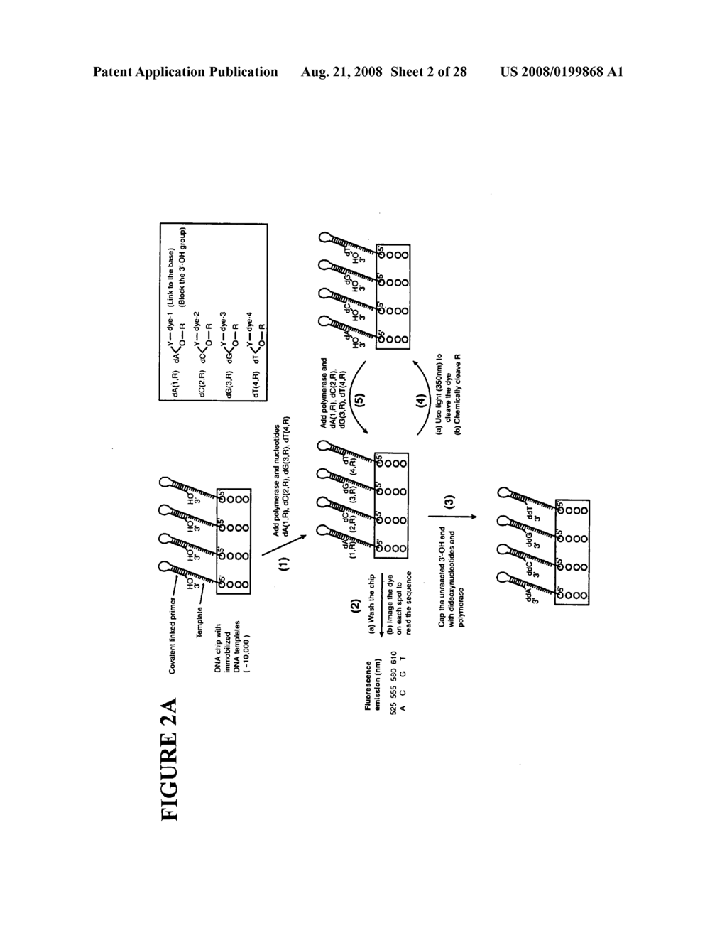 Massive parallel method for decoding DNA and RNA - diagram, schematic, and image 03