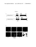 Diagnosis and Treatment of Diseases Arising from Defects in the Tuberous Sclerosis Pathway diagram and image