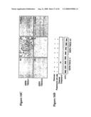 Diagnosis and Treatment of Diseases Arising from Defects in the Tuberous Sclerosis Pathway diagram and image