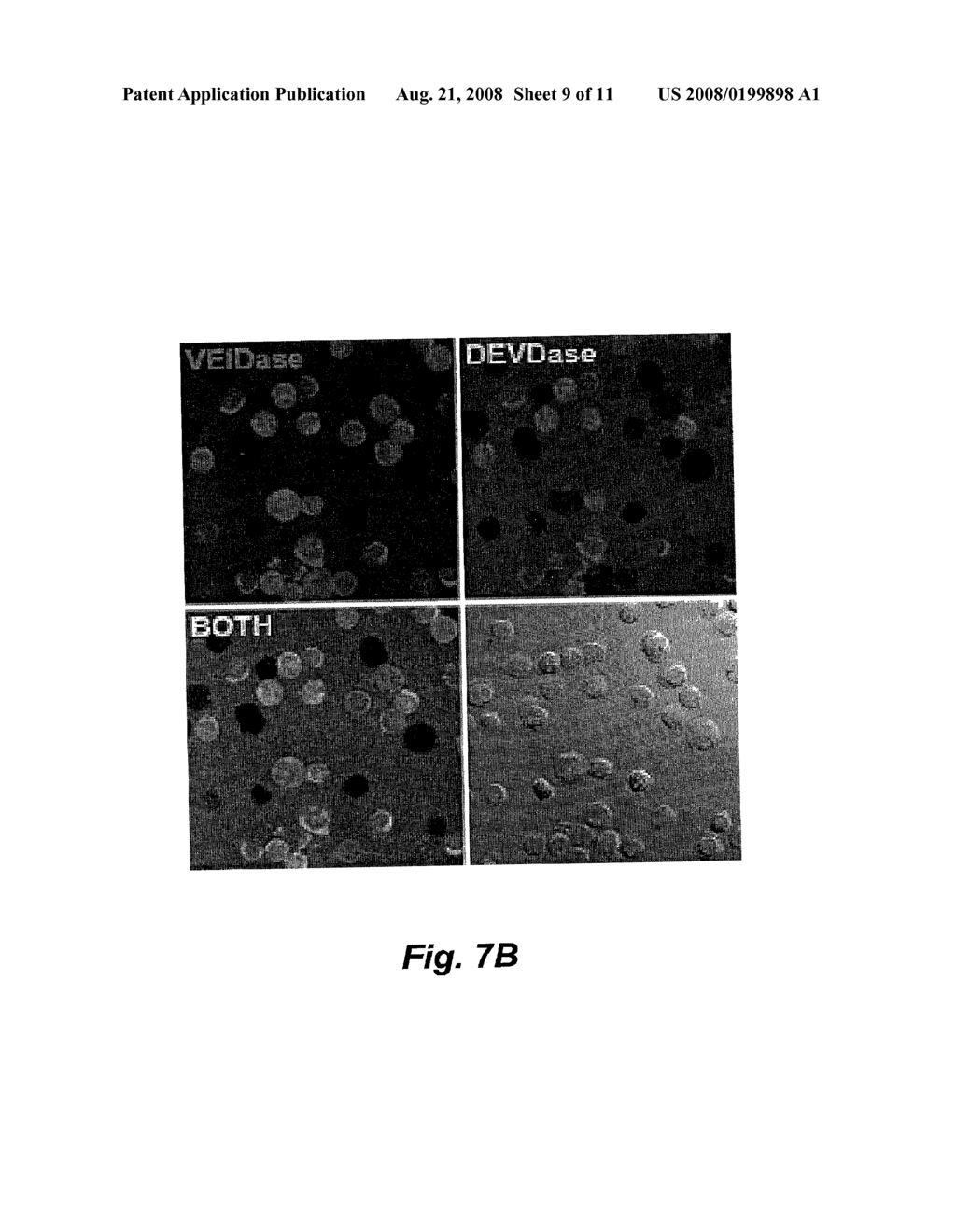 COMPOSITIONS FOR THE DETECTION OF ENZYME ACTIVITY IN BIOLOGICAL SAMPLES AND METHODS OF USE THEREOF - diagram, schematic, and image 10