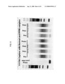 Multiplex targeted amplification using flap nuclease diagram and image