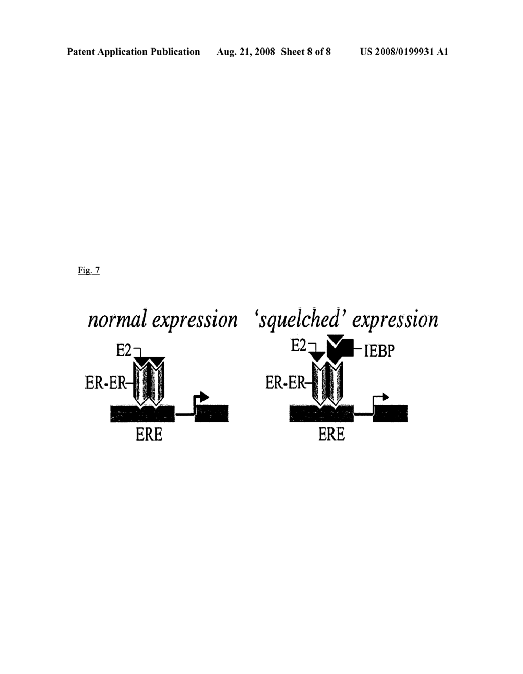 POLYNUCLEOTIDE ENCODING AN INTRACELLULAR ESTRADIOL BINDING PROTEIN - diagram, schematic, and image 09