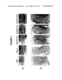 Stem cell factor-like proteins and uses thereof diagram and image