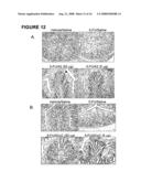 Stem cell factor-like proteins and uses thereof diagram and image