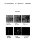 Compounds for Treating Neurologic Diseases, Otologic Diseases, or Ophthalmologic Diseases and Methods of Use Thereof diagram and image