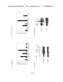 HCaRG, A Novel Calcium-Regulated Gene diagram and image