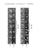 Modulation of T cell signaling threshold and T cell sensitivity to antigens diagram and image