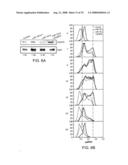 Modulation of T cell signaling threshold and T cell sensitivity to antigens diagram and image