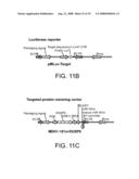 Modulation of T cell signaling threshold and T cell sensitivity to antigens diagram and image