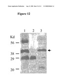 NOVEL LENTIVIRAL VECTORS FOR SITE-SPECIFIC GENE INSERTION diagram and image