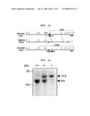 Transgenic mouse whose genome comprises a homozygous disruption of its alpha1G gene, a method of preparing the same and use thereof diagram and image