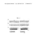 Transgenic mouse whose genome comprises a homozygous disruption of its alpha1G gene, a method of preparing the same and use thereof diagram and image