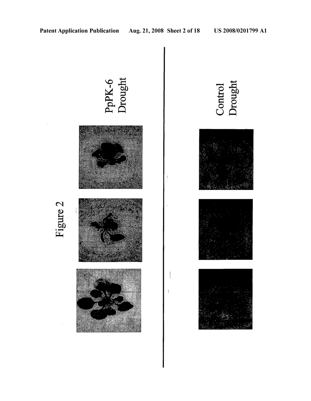 PROTEIN KINASE STRESS-RELATED PROTEINS AND METHODS OF USE IN PLANTS - diagram, schematic, and image 03