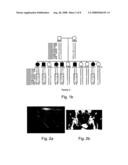 Compositions and Methods for Treating Disorders Associated with Abnormal Phosphate Metabolism diagram and image