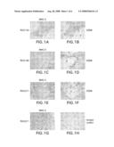 Tumor-associated Peptides Binding Promiscuously to Human Leukocyte Antigen (HLA) Class II Molecules diagram and image