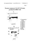 Glycoprotein VI fusion proteins diagram and image