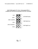 COMPOSITIONS AND METHODS FOR THE THERAPY AND DIAGNOSIS OF BREAST CANCER diagram and image