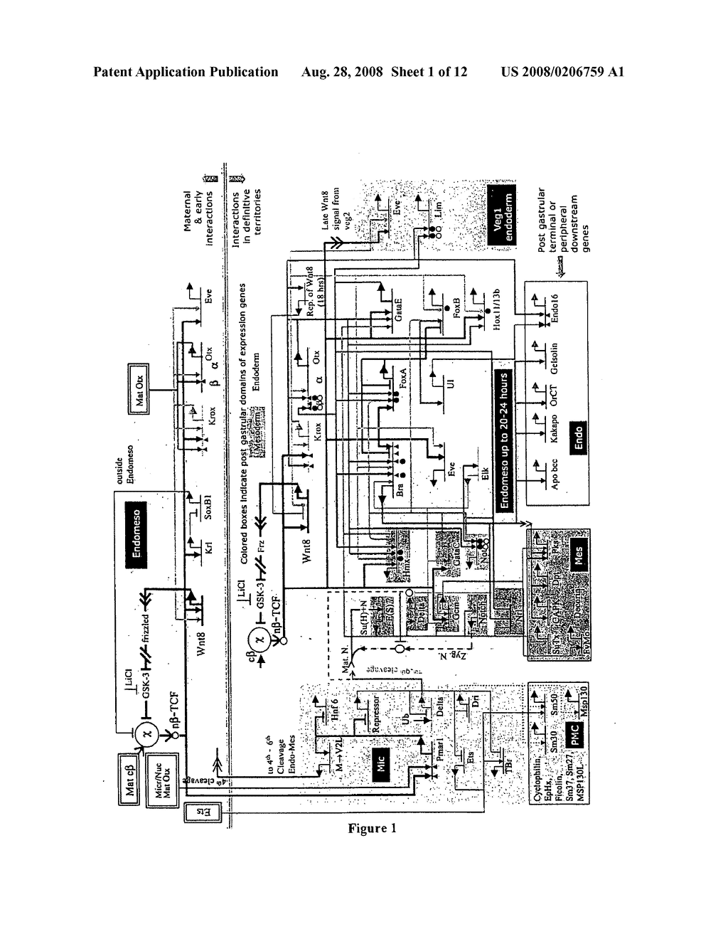 Gene regulatory networks and methods of interdiction for controlling the differentiation state of a cell - diagram, schematic, and image 02