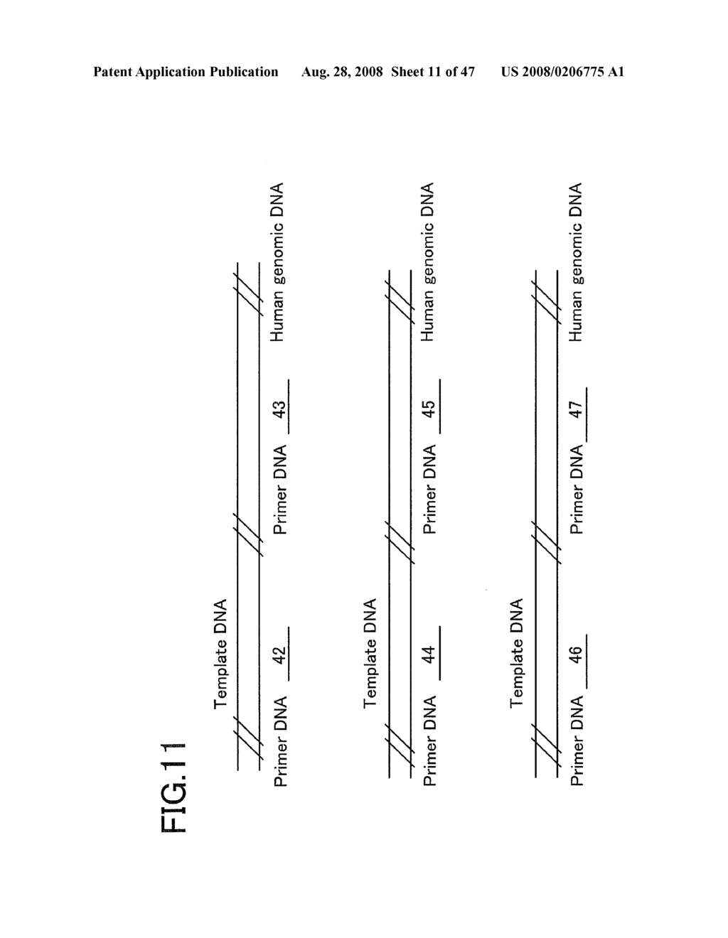 Method of Amplifying Nucleic Acids, Reagent Kit for Amplifying Nucleic Acids, Method of Detecting Single Nucleotide Polymorphism, and Reagent Kit for Detecting Single Nucleotide Polymorphism - diagram, schematic, and image 12