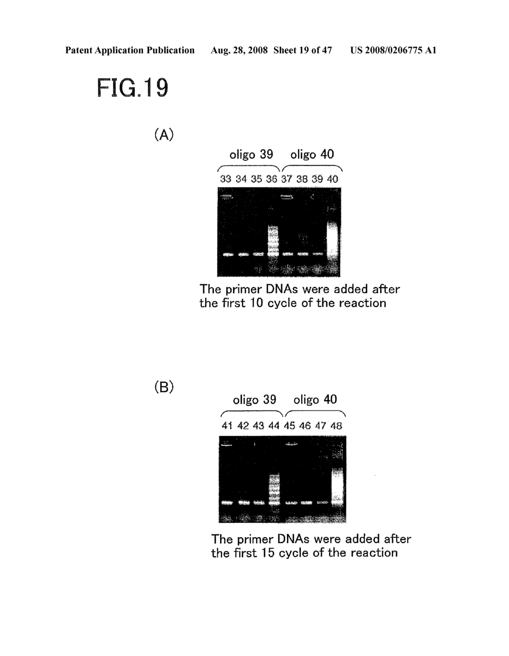 Method of Amplifying Nucleic Acids, Reagent Kit for Amplifying Nucleic Acids, Method of Detecting Single Nucleotide Polymorphism, and Reagent Kit for Detecting Single Nucleotide Polymorphism - diagram, schematic, and image 20