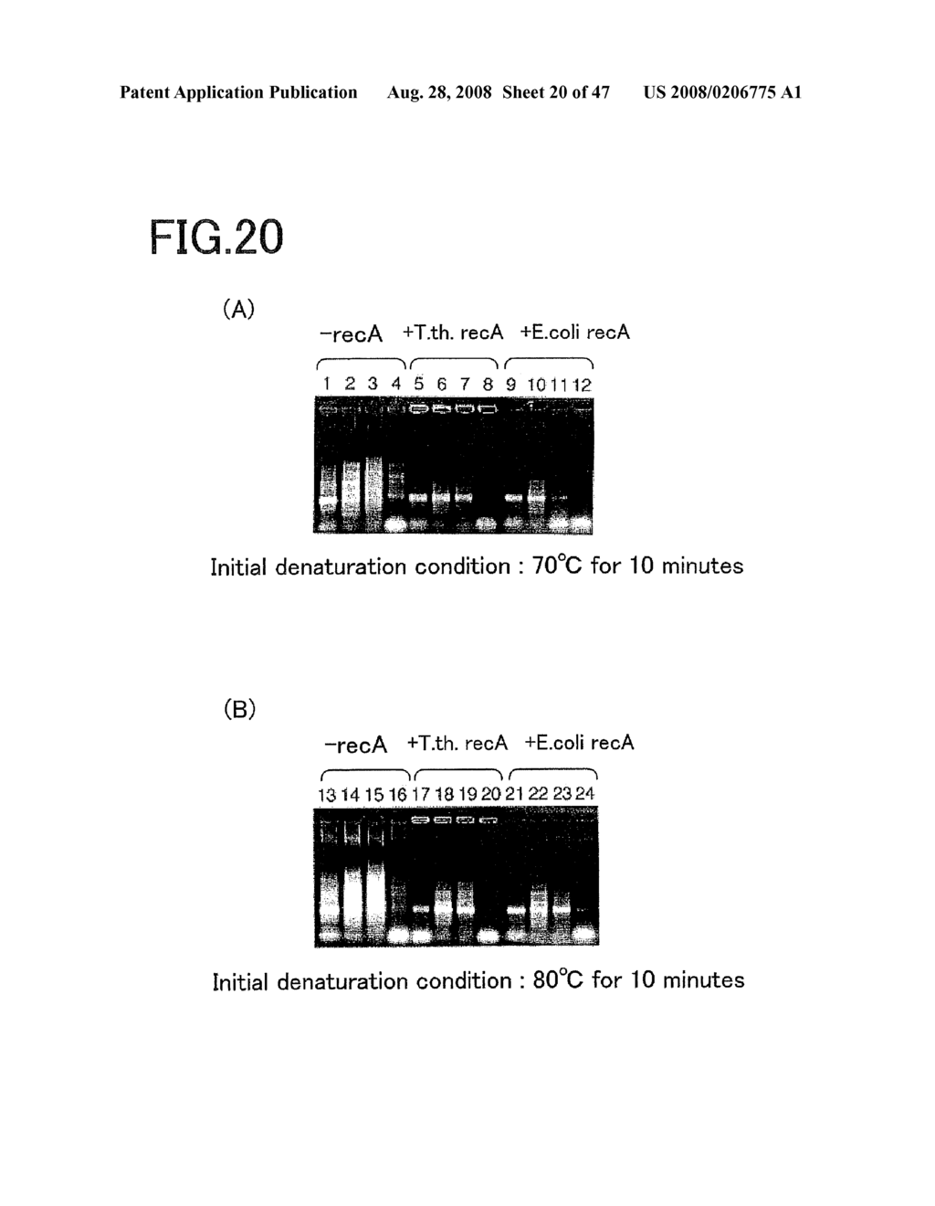 Method of Amplifying Nucleic Acids, Reagent Kit for Amplifying Nucleic Acids, Method of Detecting Single Nucleotide Polymorphism, and Reagent Kit for Detecting Single Nucleotide Polymorphism - diagram, schematic, and image 21