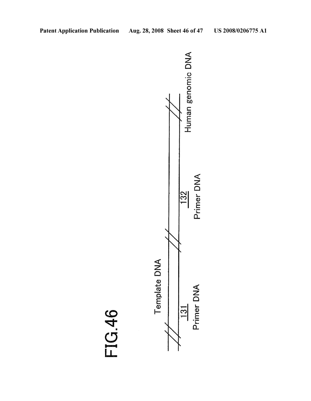 Method of Amplifying Nucleic Acids, Reagent Kit for Amplifying Nucleic Acids, Method of Detecting Single Nucleotide Polymorphism, and Reagent Kit for Detecting Single Nucleotide Polymorphism - diagram, schematic, and image 47