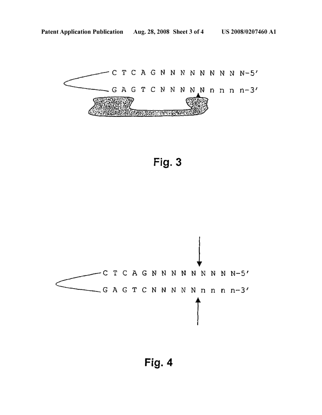 Determination of methylation of nucleic acid sequences - diagram, schematic, and image 04