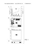 SECRETED FRIZZLED RELATED PROTEIN, sFRP, FRAGMENTS AND METHODS OF USE THEREOF diagram and image