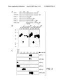 SECRETED FRIZZLED RELATED PROTEIN, sFRP, FRAGMENTS AND METHODS OF USE THEREOF diagram and image