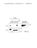 SECRETED FRIZZLED RELATED PROTEIN, sFRP, FRAGMENTS AND METHODS OF USE THEREOF diagram and image