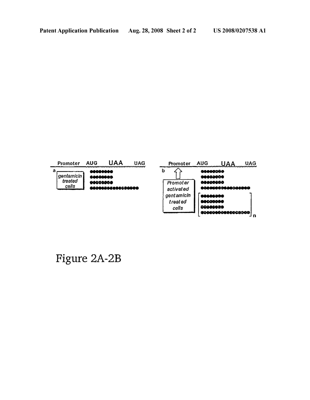 Enhanced Production of Functional Proteins From Defective Genes - diagram, schematic, and image 03