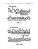 Method to determine responsiveness of cancer to epidermal growth factor receptor targeting treatments diagram and image