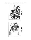 Method to determine responsiveness of cancer to epidermal growth factor receptor targeting treatments diagram and image