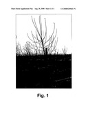 APPLE TREE NAMED  PB-148  diagram and image