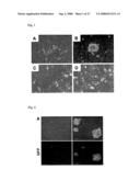 Pluripotent Stem Cell Cloned From Single Cell Derived From Skeletal Muscle Tissue diagram and image