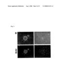 Pluripotent Stem Cell Cloned From Single Cell Derived From Skeletal Muscle Tissue diagram and image