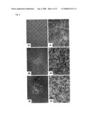 Pluripotent Stem Cell Cloned From Single Cell Derived From Skeletal Muscle Tissue diagram and image