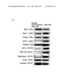 Pluripotent Stem Cell Cloned From Single Cell Derived From Skeletal Muscle Tissue diagram and image