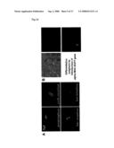 Pluripotent Stem Cell Cloned From Single Cell Derived From Skeletal Muscle Tissue diagram and image
