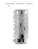 Pluripotent Stem Cell Cloned From Single Cell Derived From Skeletal Muscle Tissue diagram and image