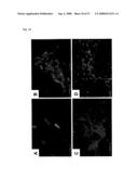 Pluripotent Stem Cell Cloned From Single Cell Derived From Skeletal Muscle Tissue diagram and image