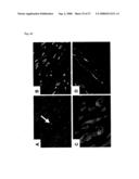 Pluripotent Stem Cell Cloned From Single Cell Derived From Skeletal Muscle Tissue diagram and image