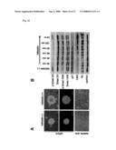 Pluripotent Stem Cell Cloned From Single Cell Derived From Skeletal Muscle Tissue diagram and image