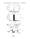 RAC-PK as a therapeutic agent or in diagnostics, screening method for agents and process for activating RAC-PK diagram and image